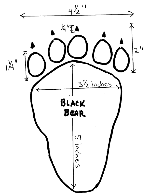 black bear track