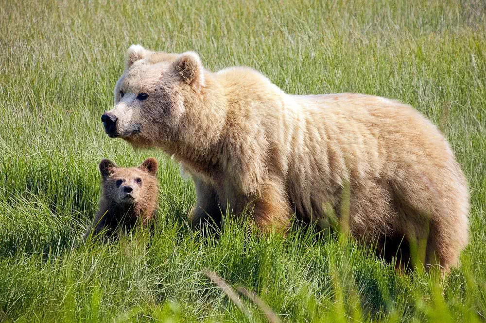 Brown Bear Female with cub