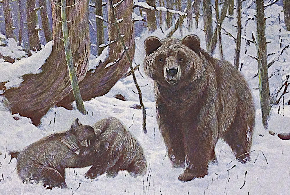 Brown Bear painting