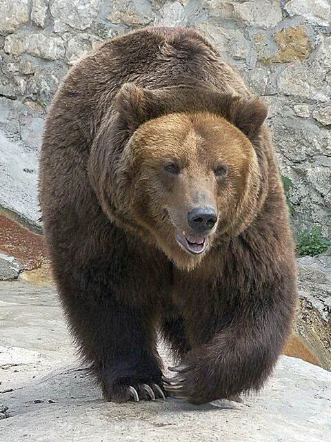 Brown bear  Ursus arctos