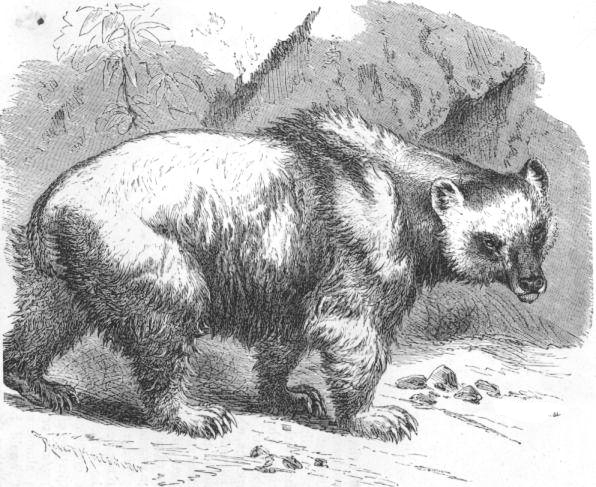 Himalayan Brown Bear  ursus isabellinus