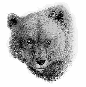 Himalayan Brown Bear head