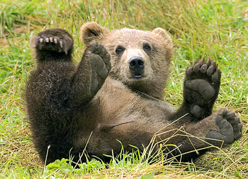 bear Kodiak brown