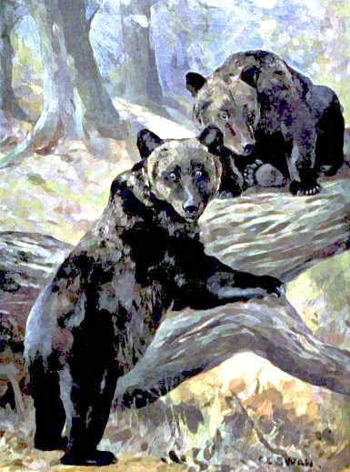 brown bears 2