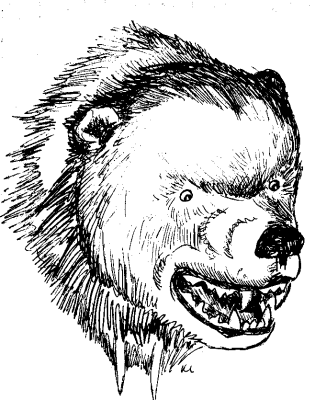 fierce bear head sketch