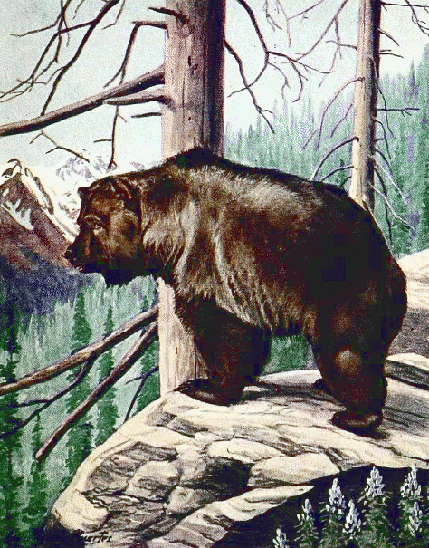 Grizzly Bear on ledge
