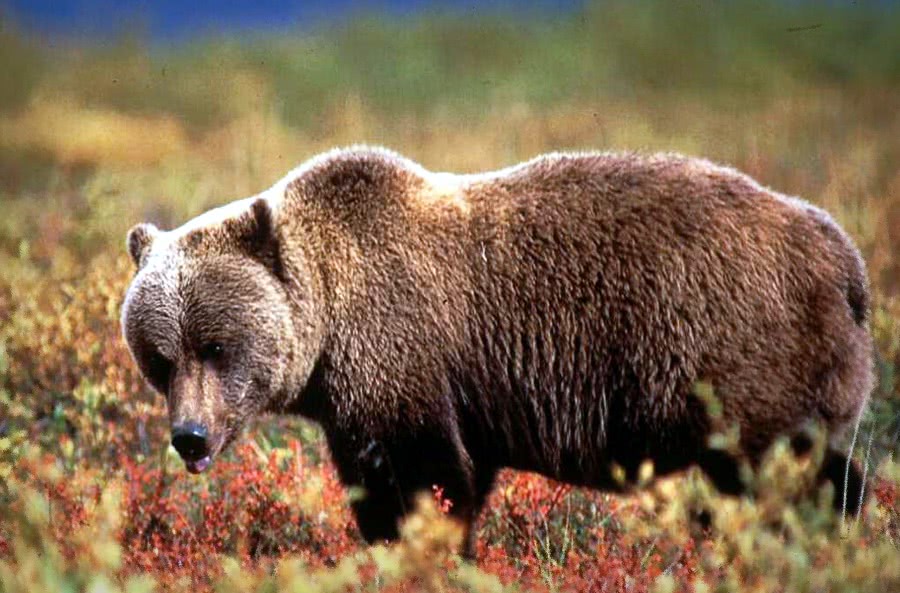 Grizzly bear in fall
