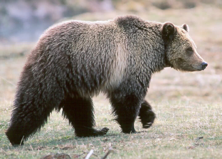 Grizzly bear photo