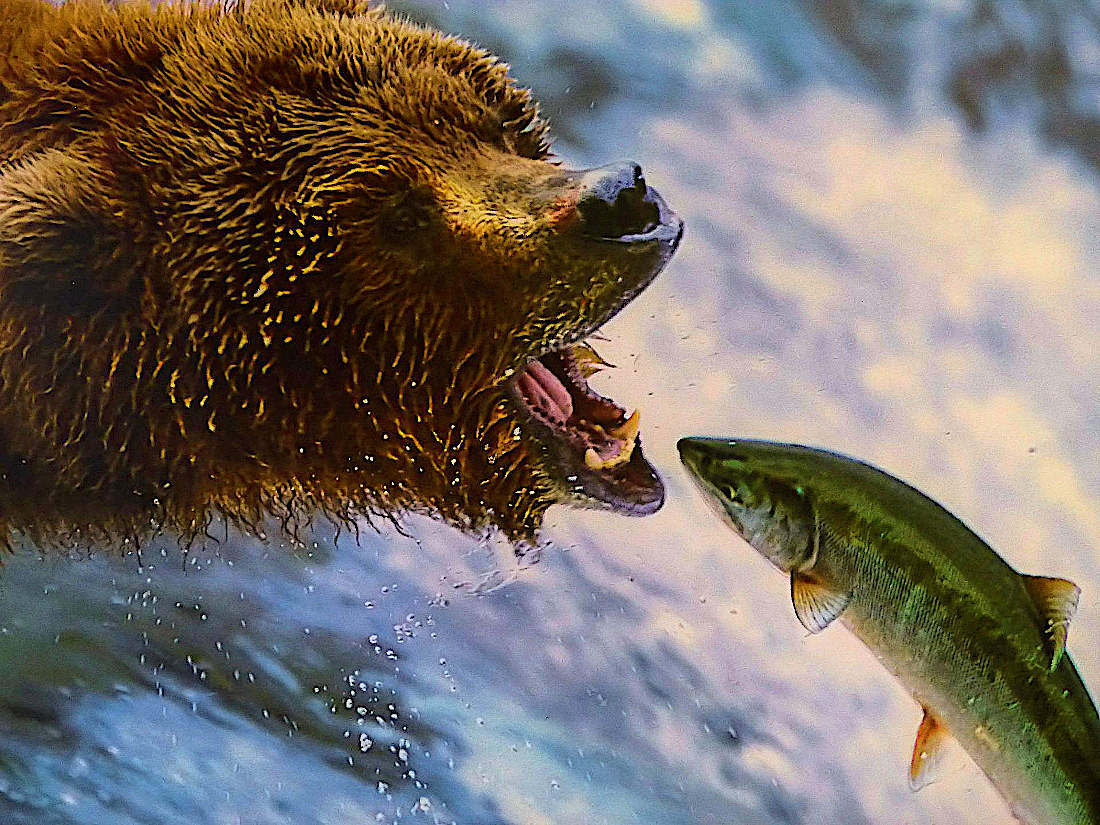grizzly-fishing