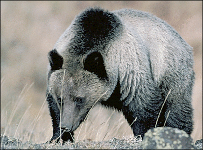 grizzly bear picture