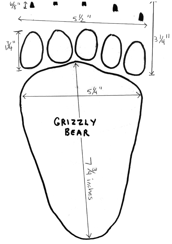 grizzly bear track