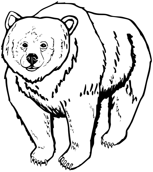 grizzly lineart