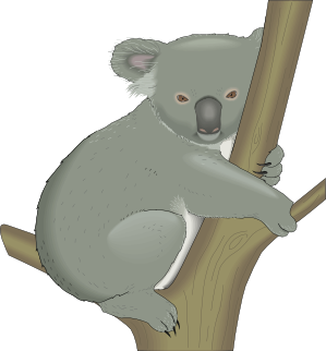 Koala in tree 3