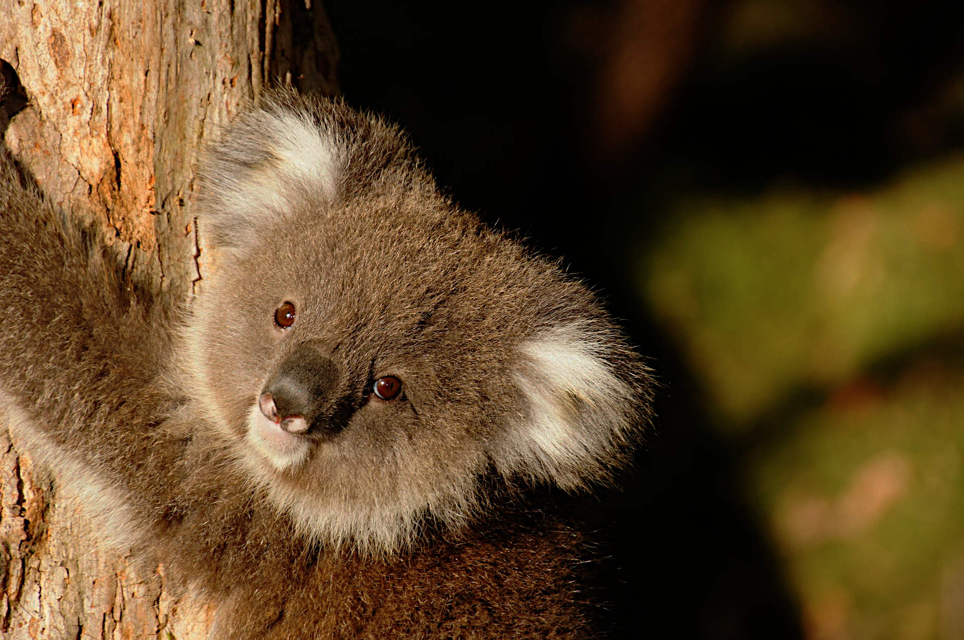 koala-photo