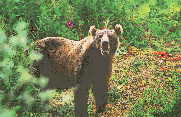kodiak brown bear 1