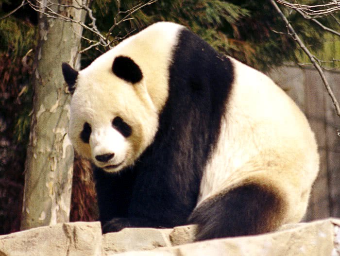 Giant Panda  Ailuropoda melanoleuca