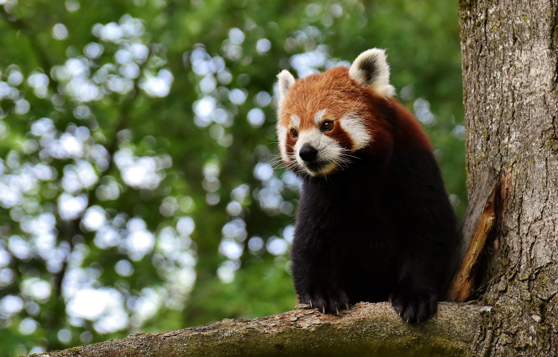 Red-Panda-photo