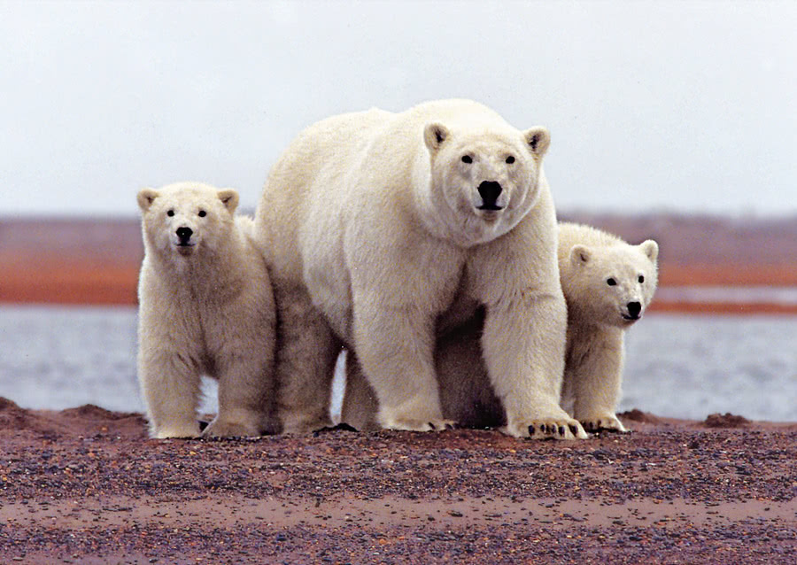 Polar Bear w cubs