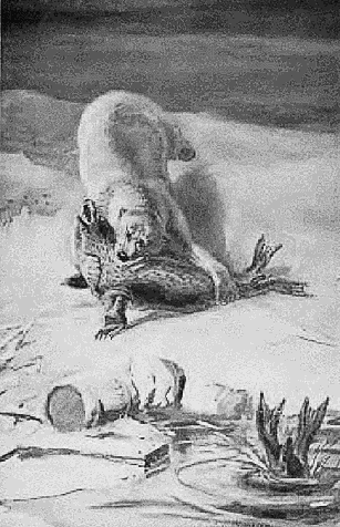 Polar bear and Seal