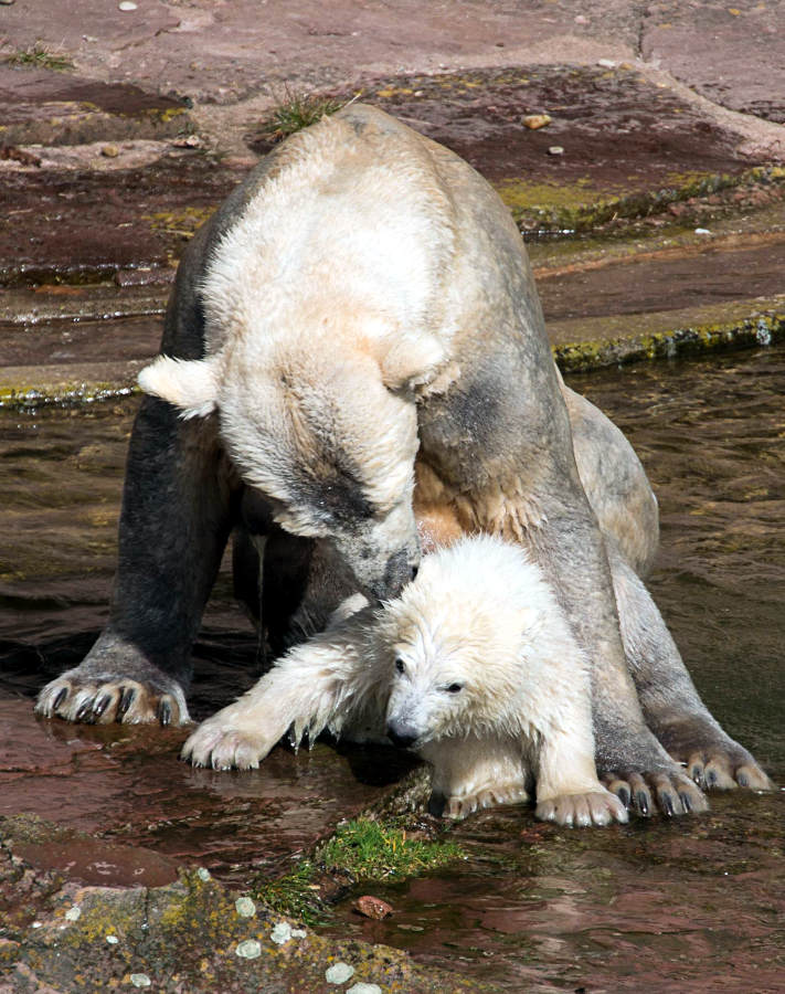 mother-polar-bear