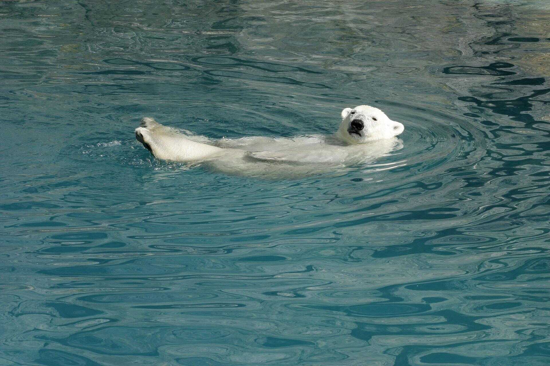 polar-bear-floating