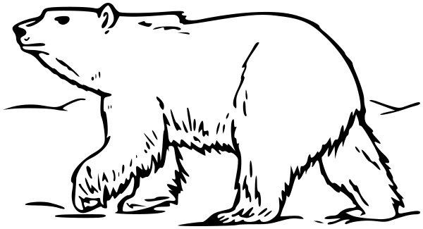 polar bear BW