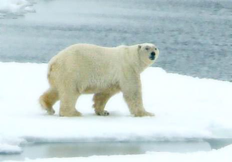 polar bear on iceflow