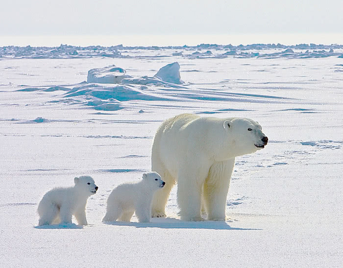 polar bear with cubs 2