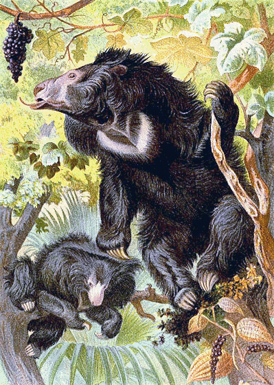 Sloth Bear illustration