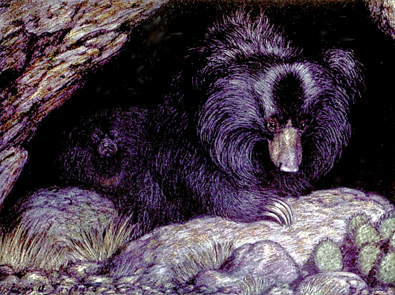 Sloth Bears