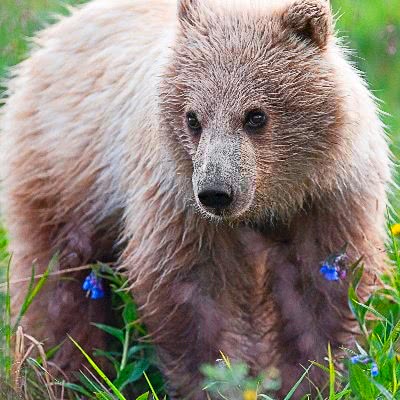 yearling bear cub