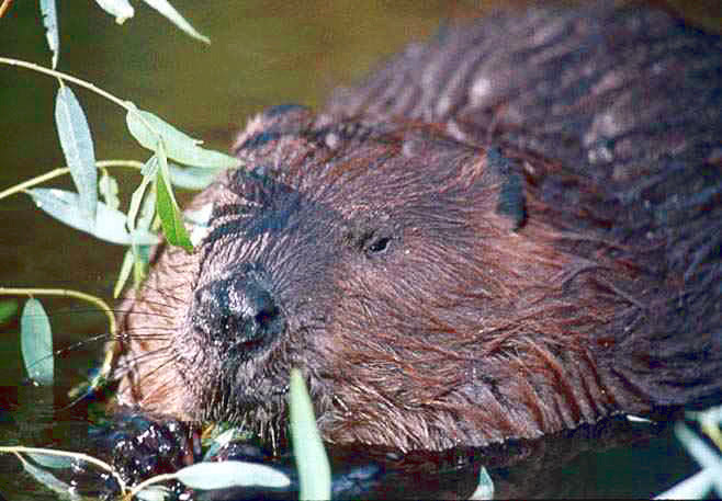Beaver closeup
