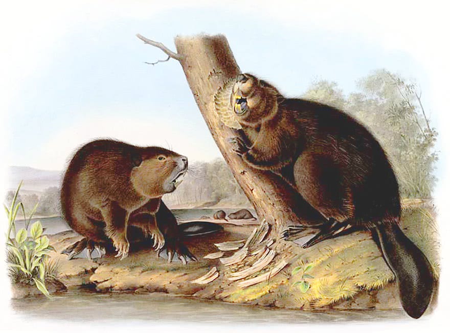 Beaver vintage