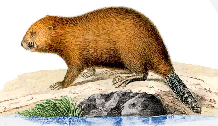 Woodland beaver