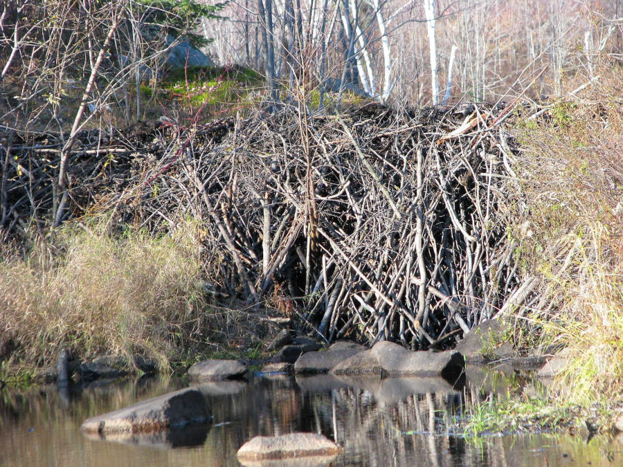 beaver-dam