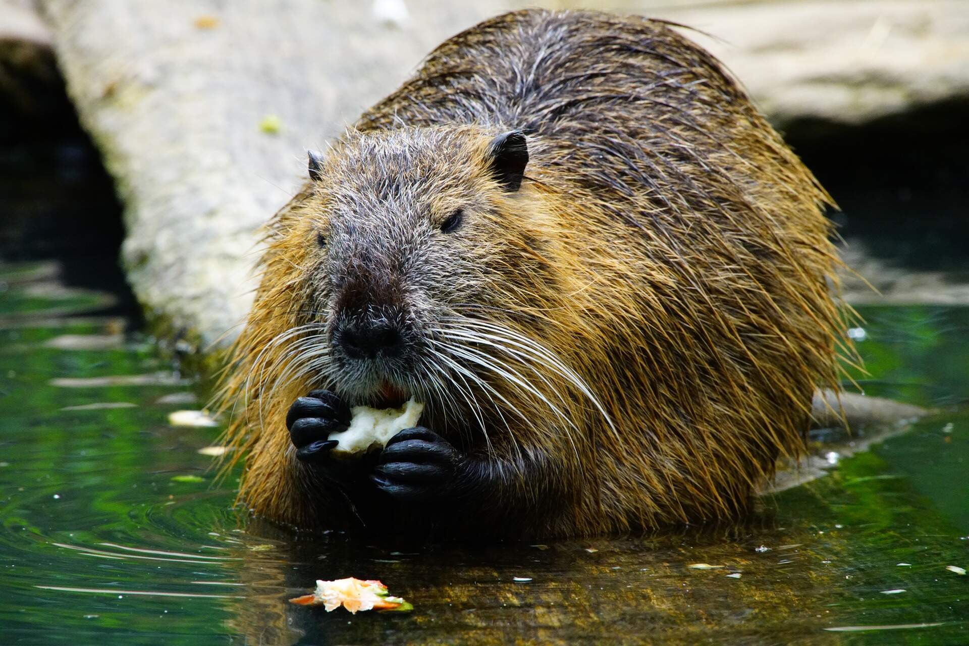beaver-eating