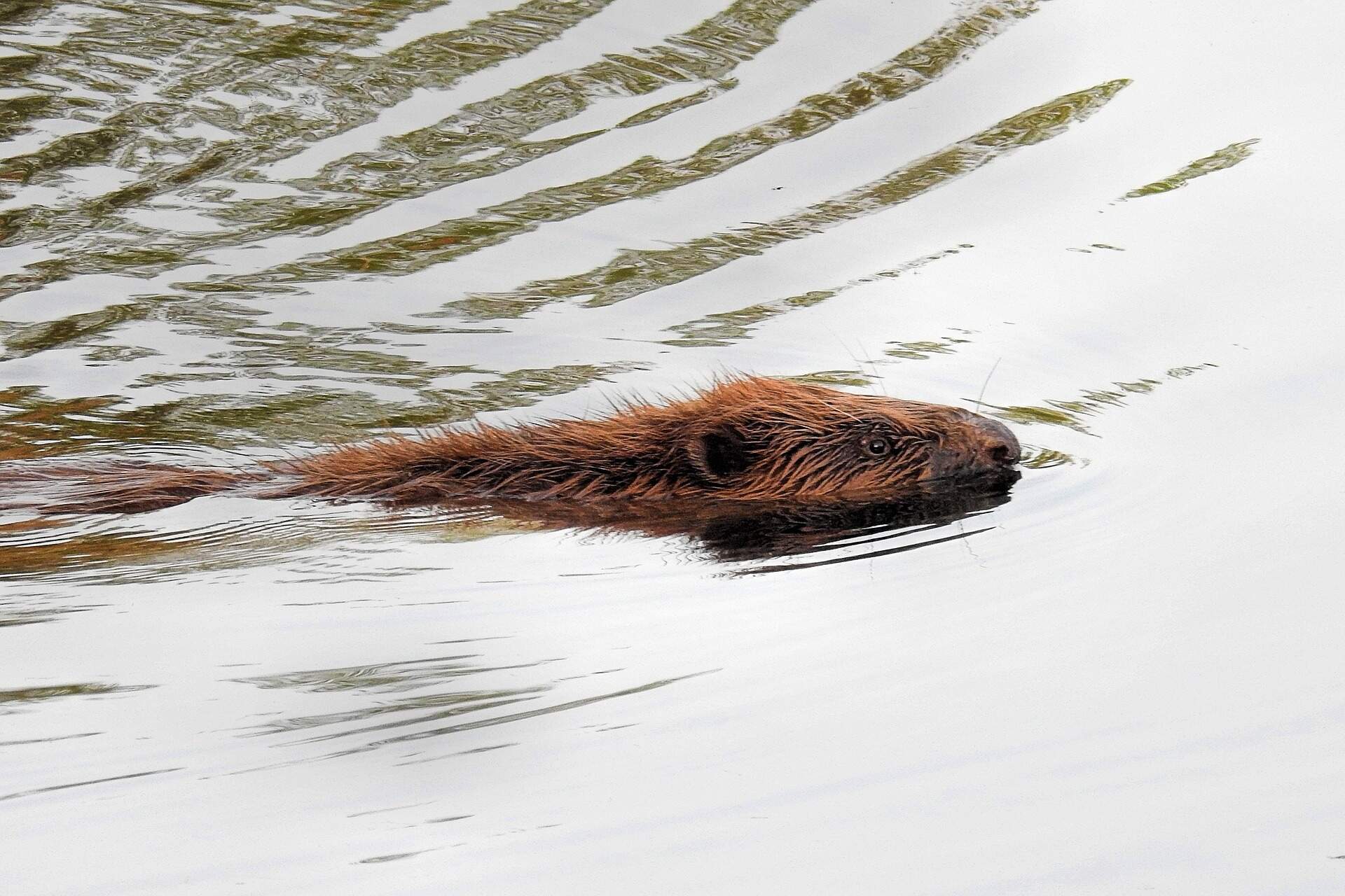 beaver-swimming