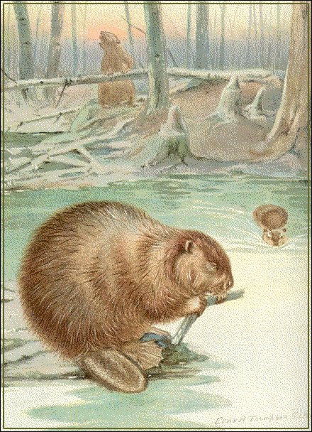 beaver 4