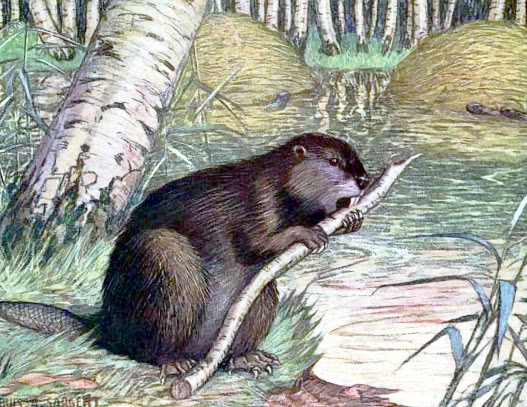 beaver chewing branch