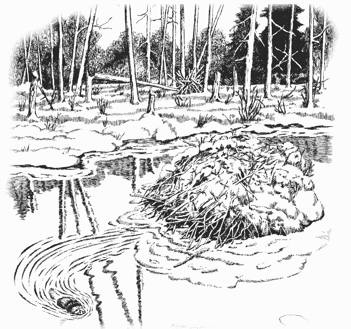 beaver dam coloring page