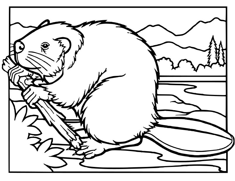 beaver lineart