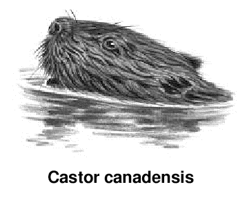 beaver with label