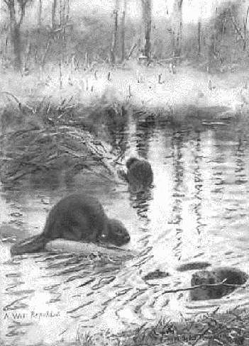 beavers at work