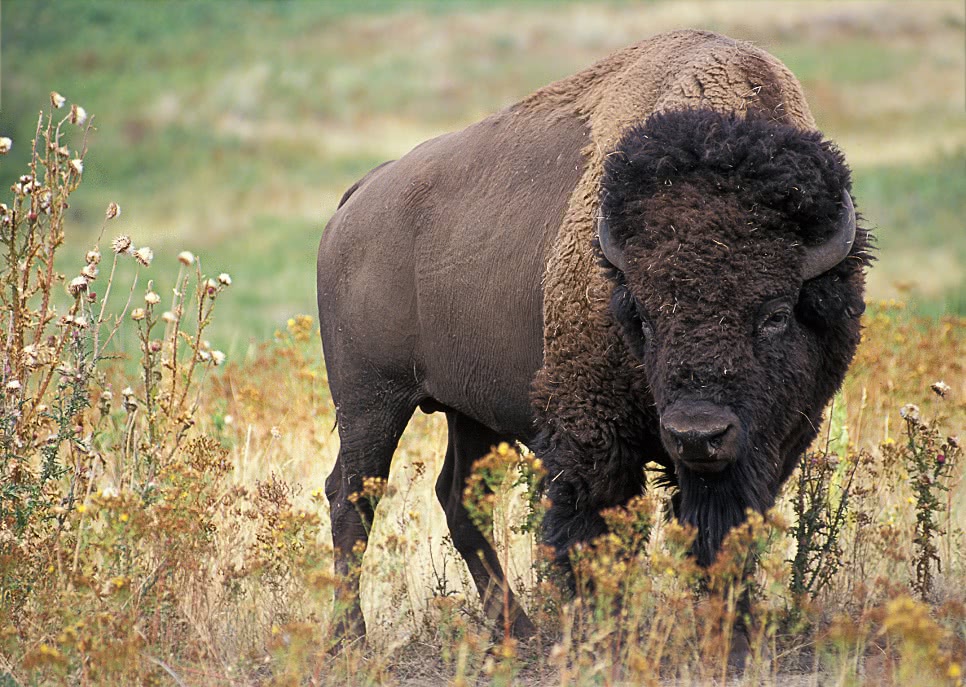 American bison photo
