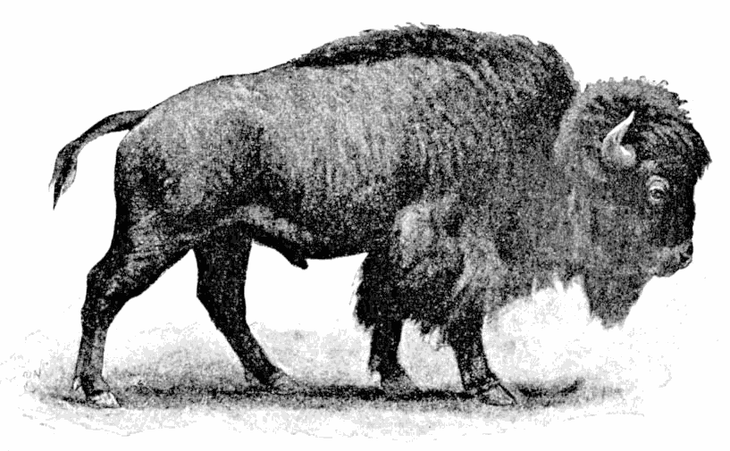 Bison  Bison americanus