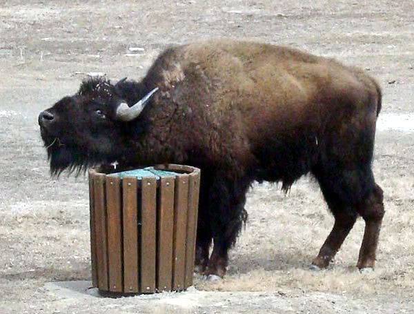 Bison rubbing off winter coat