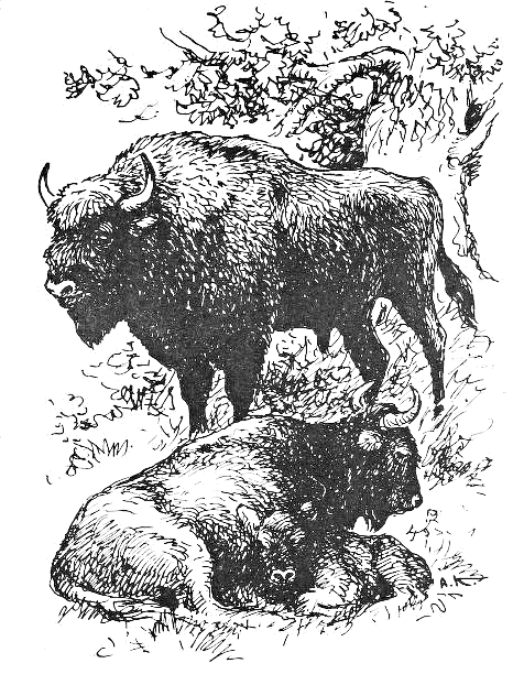 European bison  Bison bonasus