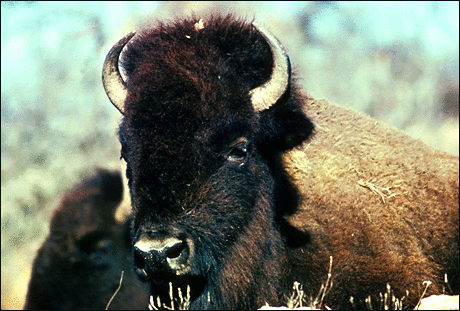 bison 3