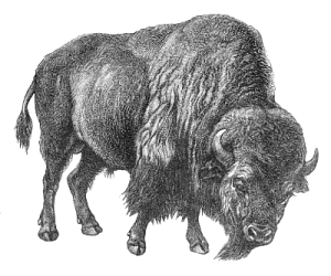 bison BW