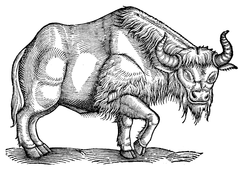 bison lineart